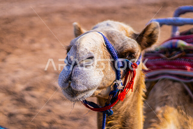 أهمية رعاية الإبل في المملكة العربية السعودية, الاهتمام بالمواشي والثدييات, صورة مقربة لوجه جمل أشقر, ناقة عربية أصيلة, تربية حيوان الابل والاعتناء به, حياة الجمال في البيئة الصحراوية