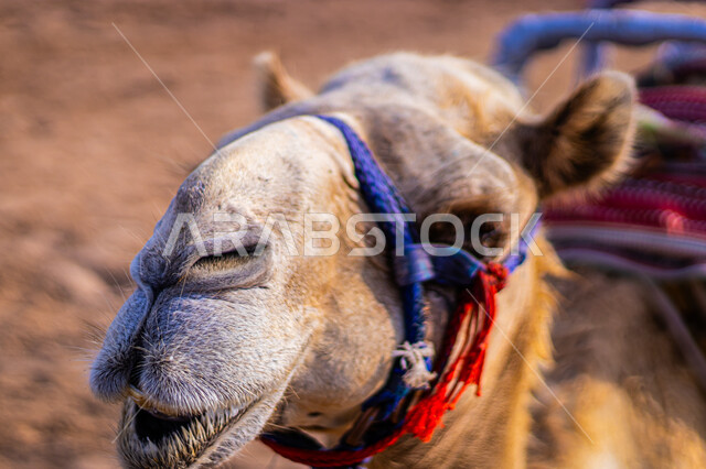 أهمية رعاية الإبل في المملكة العربية السعودية, الاهتمام بالمواشي والثدييات, صورة مقربة لوجه جمل أشقر, ناقة عربية أصيلة, تربية حيوان الابل والاعتناء به, حياة الجمال في البيئة الصحراوية