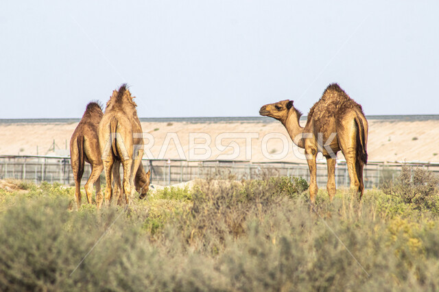 Camel animals moving on the shiny golden sand, raising camels in a ...