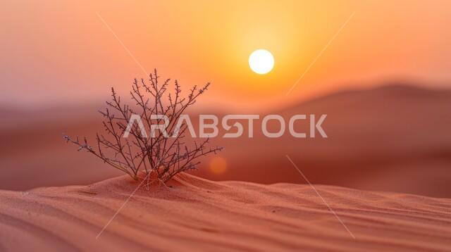 غروب الشمس فوق البراري والصحراء في المملكة العربية السعودية، المناظر الطبيعية في المناطق النائية، الهضاب والتضاريس والمرتفعات الجبلية، نمو النباتات الخضراء والأعشاب البرية في الأراضي الصحراوية، خلفية الطبيعة