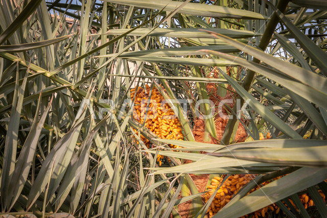 أشجار النخيل المثمرة بالمملكة العربية السعودية ، مزارع لانتاج التمور ، موسم حصاد التمور في السعودية ، المناطق الزراعية للنخيل