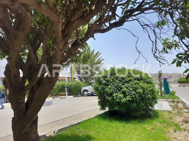 تهيئة وتجهيز المدن في الجبال والقمم والمرتفعات الصخرية, خدمات والعناية الصحية في المملكة العربية السعودية, الاهتمام بالنباتات الخضراء, موقف السيارات للمراكز الطبية في المنطقة الجبلية، طريق مستشفى الملك فهد في الباحة