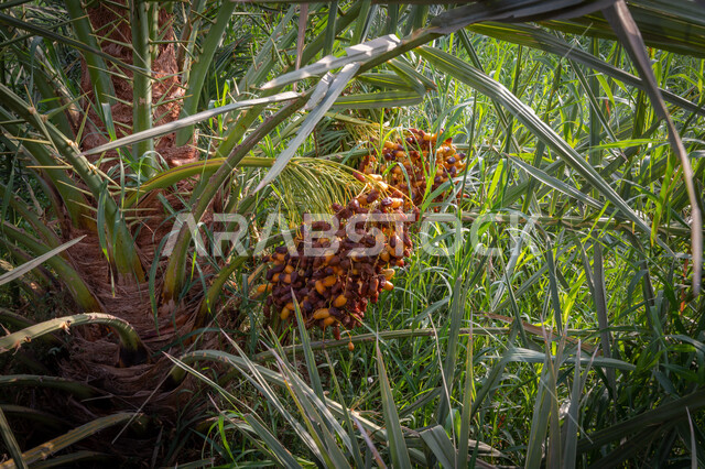 Fruitful palm trees in the Kingdom of Saudi Arabia, farms for the production of dates, the harvest season of dates in Saudi Arabia, agricultural areas for palms