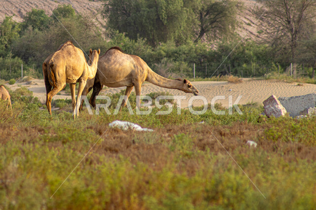 Feeding on wild plants and herbs, interest in raising camels and caring for livestock and mammals, natural reserves for caring for camels in the Kingdom of Saudi Arabia