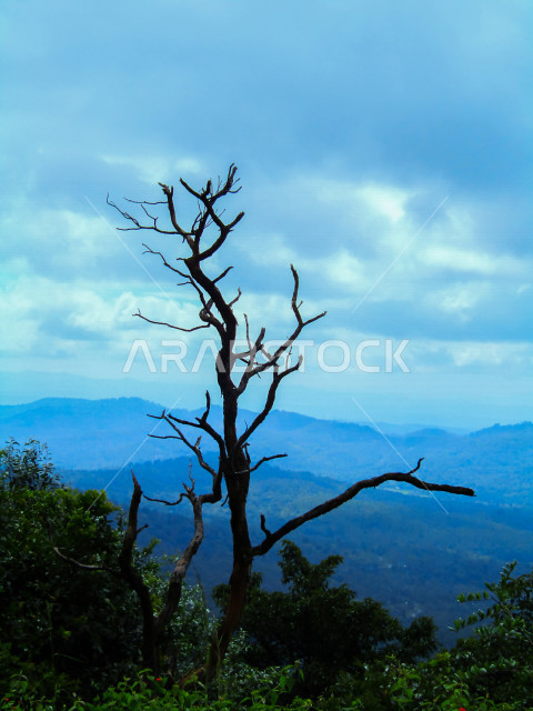 صورة ابداعية ظلية لأغصان الشجرة على المرتفعات الجبلية  ، مناظر طبيعية خلابة في سماء المملكة العربية السعودية ، أماكن سياحية في السعودية