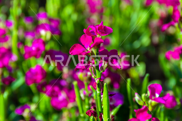 أزهار عطرية متفتحة باللون البنفسجي، صورة مقربة لزهور المنثور الأرجوانية في البساتين والحقول الخضراء الخصبة، الاهتمام بزراعة الورود في المملكة العربية السعودية، المناظر الطبيعية المتميزة