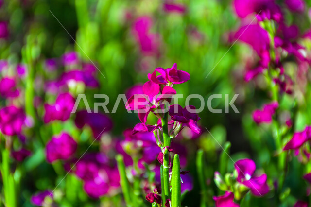 أزهار عطرية متفتحة باللون البنفسجي، صورة مقربة لزهور المنثور الأرجوانية في البساتين والحقول الخضراء الخصبة، الاهتمام بزراعة الورود في المملكة العربية السعودية، المناظر الطبيعية المتميزة