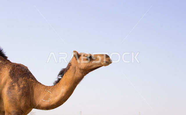 صورة مقربة للجمال (الأبل) من الحيوانات الصحراوية شديدة الصبر والتحمل  في المملكة العربية السعودية , فوكس لزاوية وجه الجمل المضحك , الجمل سفينة الصحراء , السياحة الصحراوية