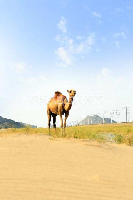 صورة مقربة للجمال (الأبل) من الحيوانات الصحراوية شديدة الصبر والتحمل  في المملكة العربية السعودية , فوكس لزاوية وجه الجمل المضحك , الجمل سفينة الصحراء , السياحة الصحراوية