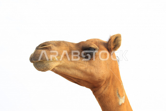 صورة مقربة للجمال (الأبل) من الحيوانات الصحراوية شديدة الصبر والتحمل  في المملكة العربية السعودية , فوكس لزاوية وجه الجمل المضحك , الجمل سفينة الصحراء , السياحة الصحراوية