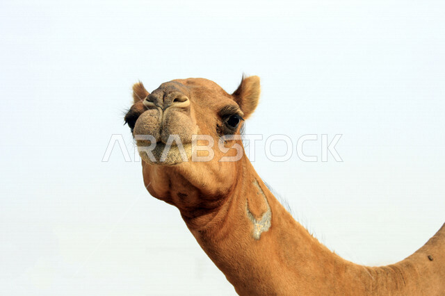 صورة مقربة للجمال (الأبل) من الحيوانات الصحراوية شديدة الصبر والتحمل  في المملكة العربية السعودية , فوكس لزاوية وجه الجمل المضحك , الجمل سفينة الصحراء , السياحة الصحراوية