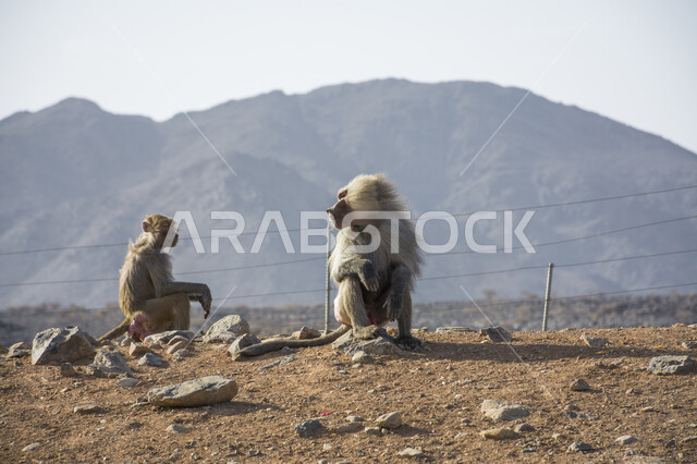  المحافظة على الحيوانات ضمن محميات طبيعية, تنوع الثروة الحيوانية في المملكة, تواجد القرود في جبال أبها بمنطقة عسير, الحياة البرية في السعودية, قرد البابون الشرس في المرتقعات الجبلية