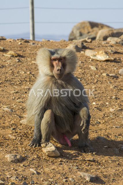  المحافظة على الحيوانات ضمن محميات طبيعية, تنوع الثروة الحيوانية في المملكة, تواجد القرود في جبال أبها بمنطقة عسير, الحياة البرية في السعودية, قرد البابون الشرس في المرتقعات الجبلية