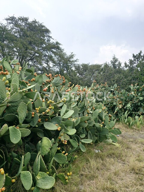 فاكهة التين الشوكي الصحراوية المثمرة، أوراق البرشومي الخضراء الشوكية، النباتات البرية في مدينة الطائف، حبات الصبار في مزارع المملكة العربية السعودية، فواكه صيفية غنية بالفوائد الصحية، محاصيل زراعية في المناطق الجبلية العالية