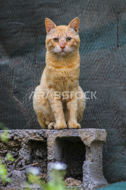 صورة مقربة لقطة تنظر باتجاه المصور ، حيوانات برية آليفة