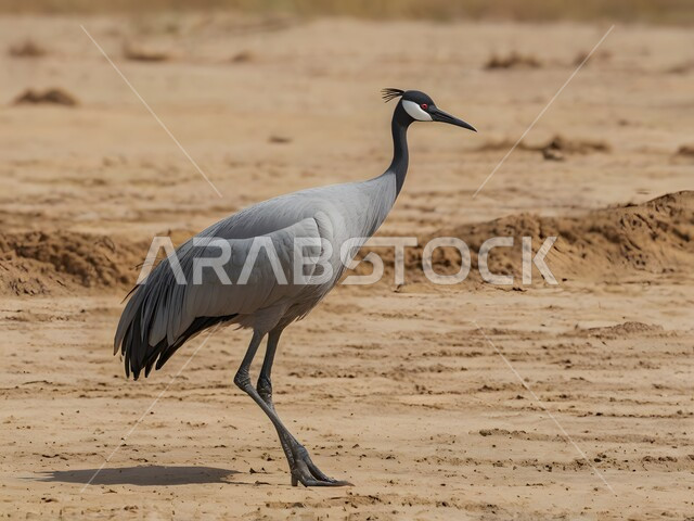 طائر الرافعة المتوجة، الكركي المتوج الملفت، محمية طبيعية لتربية ورعاية الطيور في المملكة العربية السعودية، الطبيعة في السعودية
