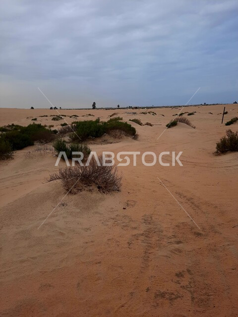View of the sky full of clouds and clouds, terrain and sand dunes in the desert, soft golden sand in the desert, growth of thistles and grasses in the prairies of Saudi Arabia