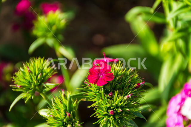 الطبيعة في المملكة العربية السعودية، الاهتمام بالمنتزهات والحدائق, صورة مقربة لأزهار عطرية متفتحة زهرية اللون, المناظر الطبيعية و النباتات المزهرة, الورود والزهور الملونة