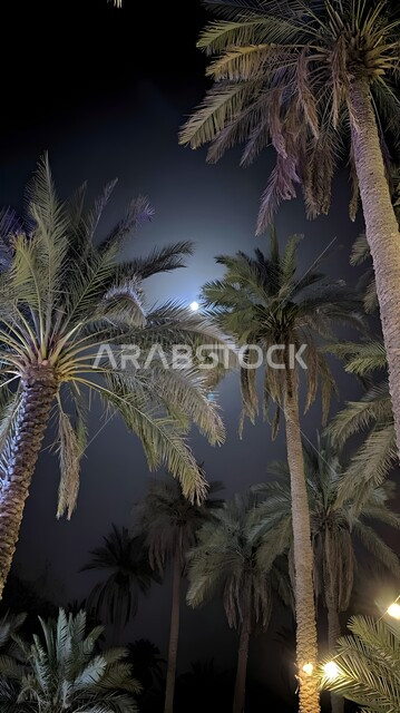 منظر السماء في منطقة الدرعية في المملكة العربية السعودية, الاستمتاع بالأجواء الليلة الهادئة في مدينة الرياض, أشجار النخيل والنباتات الخضراء في الليل، خلفية الطبيعة