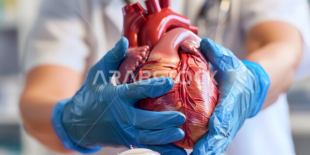 العمل في القطاع الطبي, تقديم خدمات الرعاية الصحية, علاج الأمراض القلبية والشرايين, صورة مقربة ليدي طبيب عربي خليجي سعودي يرتدي الزي الطبي يحمل بيديه مجسم لقلب الإنسان