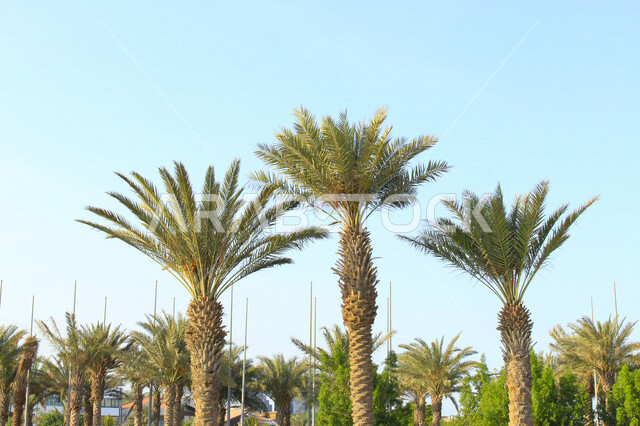 Fruitful palm trees in the Kingdom of Saudi Arabia, farms for the production of dates, the harvest season of dates in Saudi Arabia, agricultural areas for palms