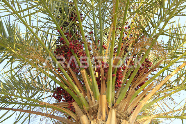 Fruitful palm trees in the Kingdom of Saudi Arabia, farms for the production of dates, the harvest season of dates in Saudi Arabia, agricultural areas for palms