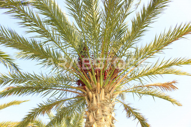 Fruitful palm trees in the Kingdom of Saudi Arabia, farms for the production of dates, the harvest season of dates in Saudi Arabia, agricultural areas for palms