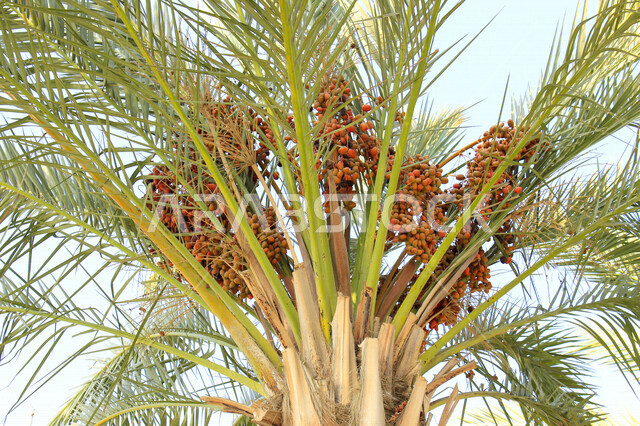 Fruitful palm trees in the Kingdom of Saudi Arabia, farms for the production of dates, the harvest season of dates in Saudi Arabia, agricultural areas for palms