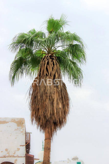 Fruitful palm trees in the Kingdom of Saudi Arabia, farms for the production of dates, the harvest season of dates in Saudi Arabia, agricultural areas for palms