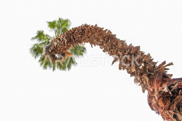 Fruitful palm trees in the Kingdom of Saudi Arabia, farms for the production of dates, the harvest season of dates in Saudi Arabia, agricultural areas for palms