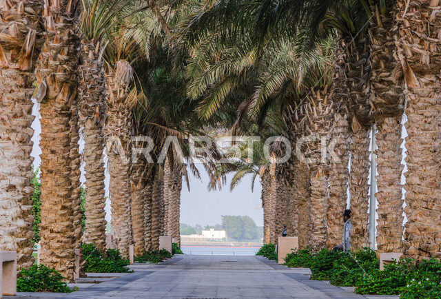 Fruitful palm trees in the Kingdom of Saudi Arabia, farms for the production of dates, the harvest season of dates in Saudi Arabia, agricultural areas for palms