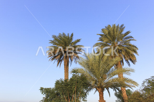 أشجار النخيل المثمرة  في المملكة العربية السعودية ، مزارع لانتاج التمور ، موسم حصاد التمور في السعودية ، المناطق الزراعية للنخيل