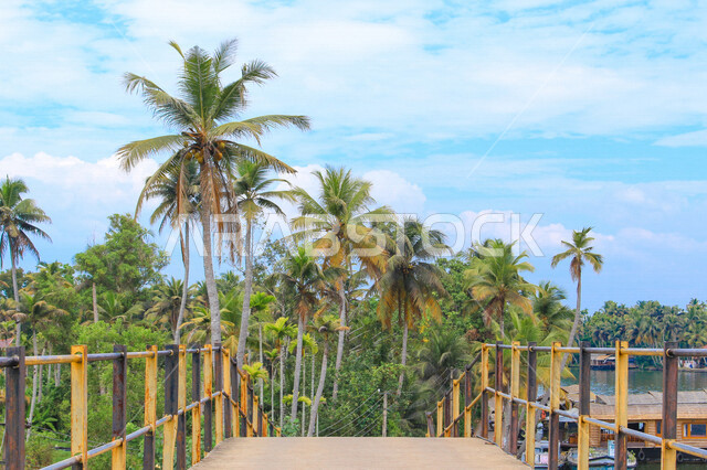 أشجار النخيل المثمرة  في المملكة العربية السعودية ، مزارع لانتاج التمور ، موسم حصاد التمور في السعودية ، المناطق الزراعية للنخيل