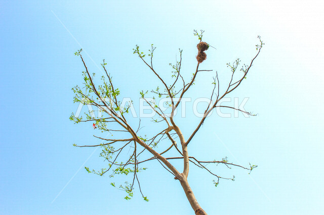 صورة ابداعية لأغصان الشجرة على المرتفعات الجبلية  ، مناظر طبيعية خلابة في سماء المملكة العربية السعودية ، أماكن سياحية في السعودية