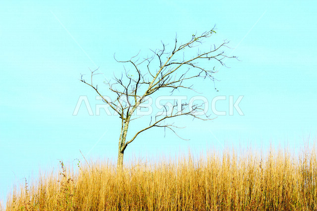 صورة ابداعية لأغصان الشجرة على المرتفعات الجبلية  ، مناظر طبيعية خلابة في سماء المملكة العربية السعودية ، أماكن سياحية في السعودية