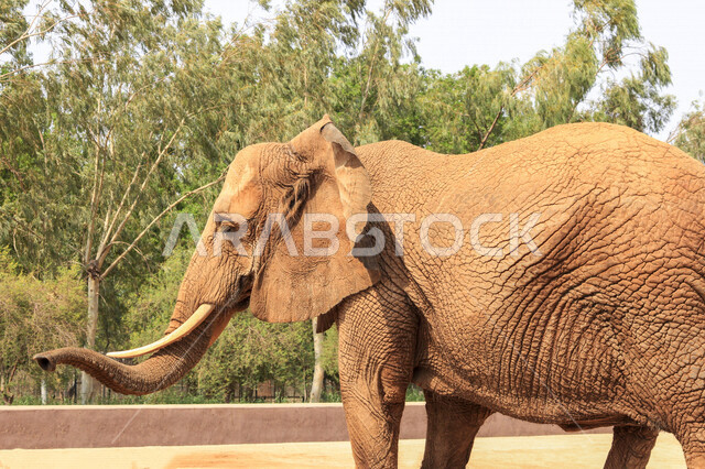 فيل ضخم يمشي في أحد حدائق الحيوانات بالمملكة العربية السعودية ، حيوانات ثديي برية