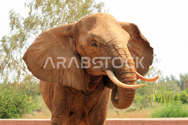 A huge elephant walking in a zoo in Saudi Arabia, wild mammals