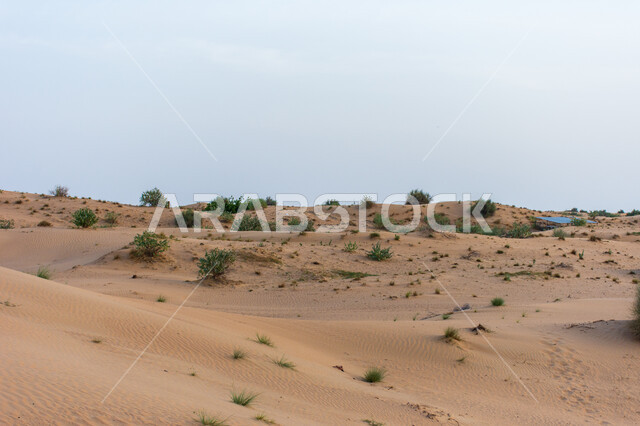 التشكلات و التضاريس الرملية الكثيفة, كثبان الرمال الذهبية الناعمة في الصحراء, المناظر الطبيعية في صحاري الإمارات العربية المتحدة, الطبيعة الصحراوية في مدينة دبي