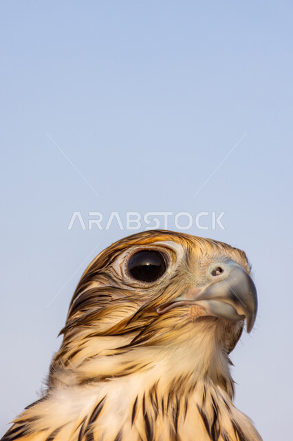موسم صيد الطيور الجارحة, صورة مقربة لطائر الصقر ذو المنقار المدبب الحاد, الشاهين ذو النظر الثاقب, تنوع الثروة الحيوانية في المحميات الطبيعية