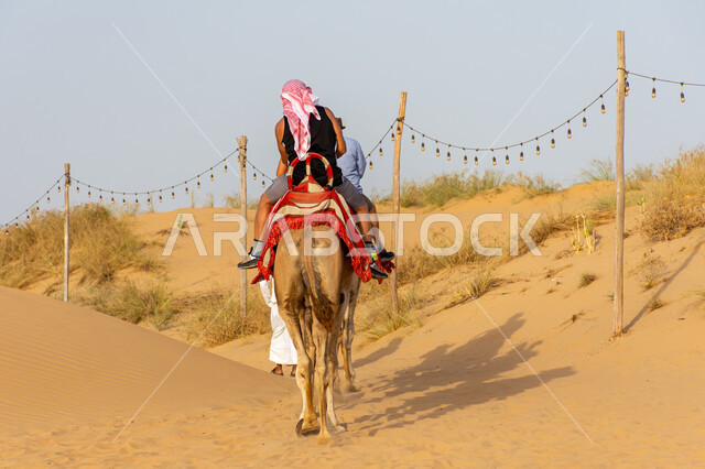 استقطاب وجذب السياح من أنحاء العالم، الكثبان الرملية والرمال الذهبية الناعمة، الصحراء العربية في مدينة دبي بالإمارات العربية المتحدة، صورة من الخلف لسائح ييتجول على ظهر الجمل الأصيل، اكتشاف الثقافة العربية، حيوانات التنقل في المناطق الصحراوية