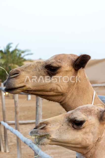 محميات طبيعية في المناطق الصحراوية لتربية الابل, صورة مقربة لجملين عربيين أصيلين في الصحراء, الاهتمام بالمواشي و الثدييات و حيوانات الركوب, مزارع لرعاية الجمال في الإمارات العربية المتحدة
