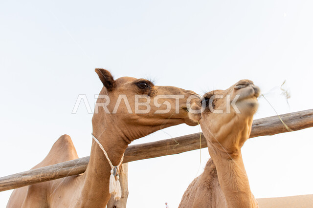 محميات طبيعية في المناطق الصحراوية لتربية الابل, صورة مقربة لجملين عربيين أصيلين في الصحراء, الاهتمام بالمواشي و الثدييات و حيوانات الركوب, مزارع لرعاية الجمال في الإمارات العربية المتحدة