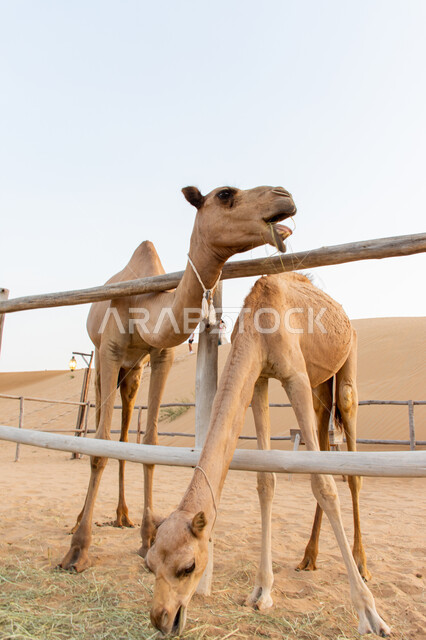 محميات طبيعية في المناطق الصحراوية لتربية الابل, صورة مقربة لجملين عربيين أصيلين في الصحراء, الاهتمام بالمواشي و الثدييات و حيوانات الركوب, مزارع لرعاية الجمال في الإمارات العربية المتحدة