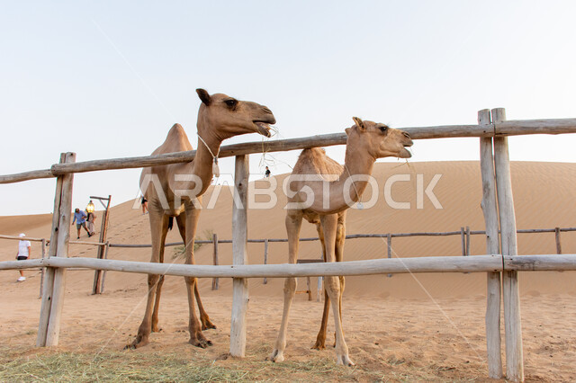 محميات طبيعية في المناطق الصحراوية لتربية الابل, صورة مقربة لجملين عربيين أصيلين في الصحراء, الاهتمام بالمواشي و الثدييات و حيوانات الركوب, مزارع لرعاية الجمال في الإمارات العربية المتحدة