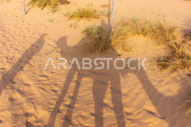 انعكاس ظلال لقافلة سياح يركبون الجمال في الصحراء في مدينة دبي، الاهتمام في رعاية الابل ،تربيه الحيوانات والمواشي في أحد المحميات الطبيعيه في الامارات العربية المتحدة، مفهوم السفر على وسائل النقل القديمة