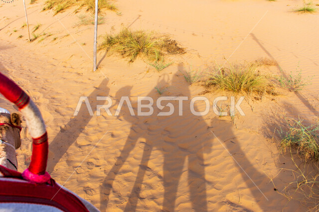 انعكاس ظلال لقافلة سياح يركبون الجمال في الصحراء في مدينة دبي، الاهتمام في رعاية الابل ،تربيه الحيوانات والمواشي في أحد المحميات الطبيعيه في الامارات العربية المتحدة، مفهوم السفر على وسائل النقل القديمة