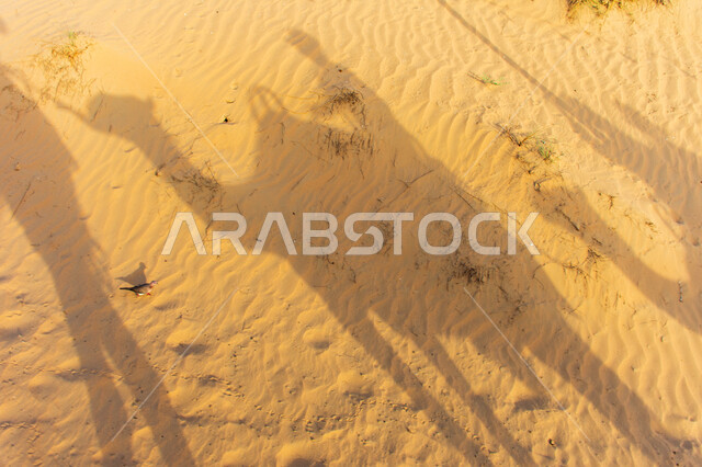 انعكاس ظلال لقافلة سياح يركبون الجمال في الصحراء في مدينة دبي، الاهتمام في رعاية الابل ،تربيه الحيوانات والمواشي في أحد المحميات الطبيعيه في الامارات العربية المتحدة، مفهوم السفر على وسائل النقل القديمة