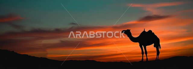 الاهتمام والعناية بالثدييات، المواصلات ووسائل النقل القديمة، التنقل على حيوان الابل في المملكة العربية السعودية، مفهوم رعايه وتربيه المواشي, صورة ظلية لحيوان الابل يقف في المناطق الصحراوية، سيلوليت