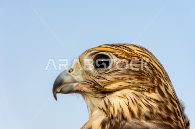 رمز القوة والتحدي وحدة البصر, صورة مقربة لصقر عربي أصيل يقف في إحدى المحميات الطبيعية, الفخر بالتراث الإماراتي العريق, شغف الإماراتيين بتربية الطيور الجارحة, التمسك بالموروث الحضاري والثقافي