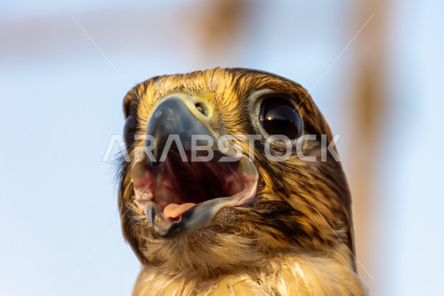 الفخر بالتراث الإماراتي العريق, رمز القوة والتحدي وحدة البصر, صورة مقربة لصقر عربي أصيل يقف في إحدى المحميات الطبيعية, شغف الإماراتيين بتربية الطيور الجارحة, التمسك بالموروث الحضاري والثقافي